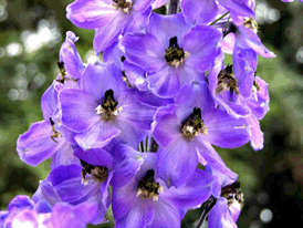 Delphinium